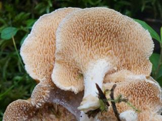 tooth fungus1.jpg